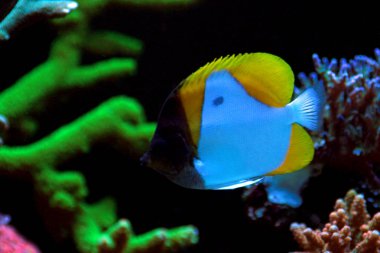 Sarı piramit Butterflyfish(Hemitaurichthys polylepis) 