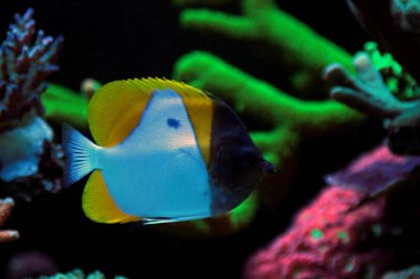 Sarı piramit Butterflyfish(Hemitaurichthys polylepis) 