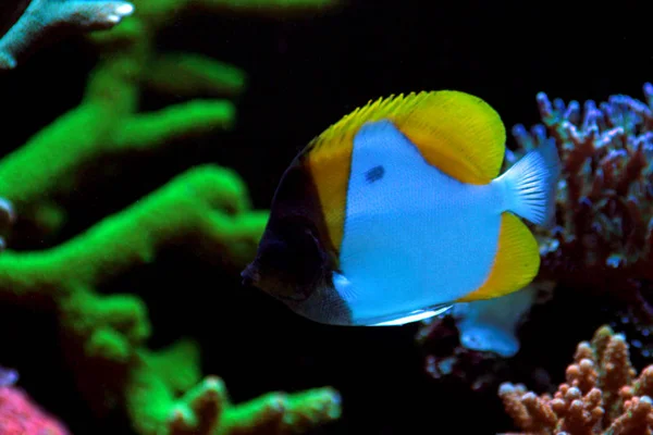 Kuning Pyramid Butterflyfish Hemitaurichthys Polylepis — Stok Foto