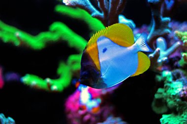 Sarı piramit Butterflyfish (Hemitaurichthys polylepis)