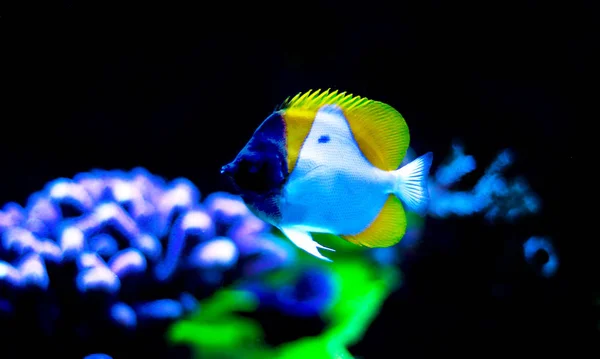 Butterflyfish Pirâmide Amarela Hemitaurichthys Polylepis — Fotografia de Stock