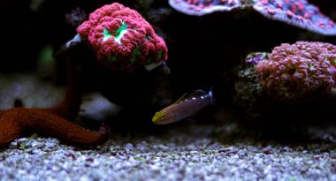 Şakacı kaya balığı - Koumansetta rainfordi