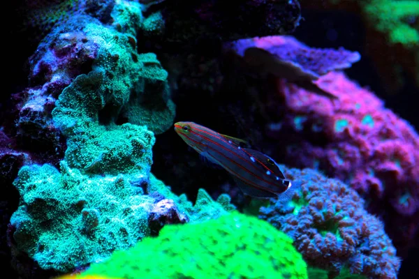 Jester Goby Koumansetta Rainfordi — Stock Photo, Image