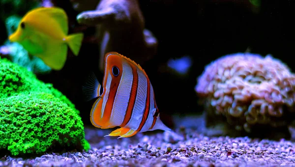 Rame Pesce Farfalla Chelmon Rostratus — Foto Stock