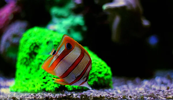 Copperband Butterflyfish Chelmon Rostratus — 스톡 사진