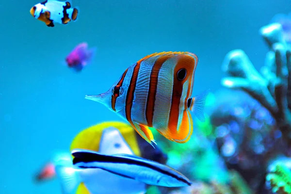 Butterflyfish Cobre Chelmon Rostratus — Fotografia de Stock