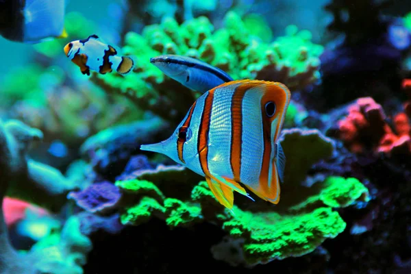 Butterflyfish Chelmon Rostratus —  Fotos de Stock