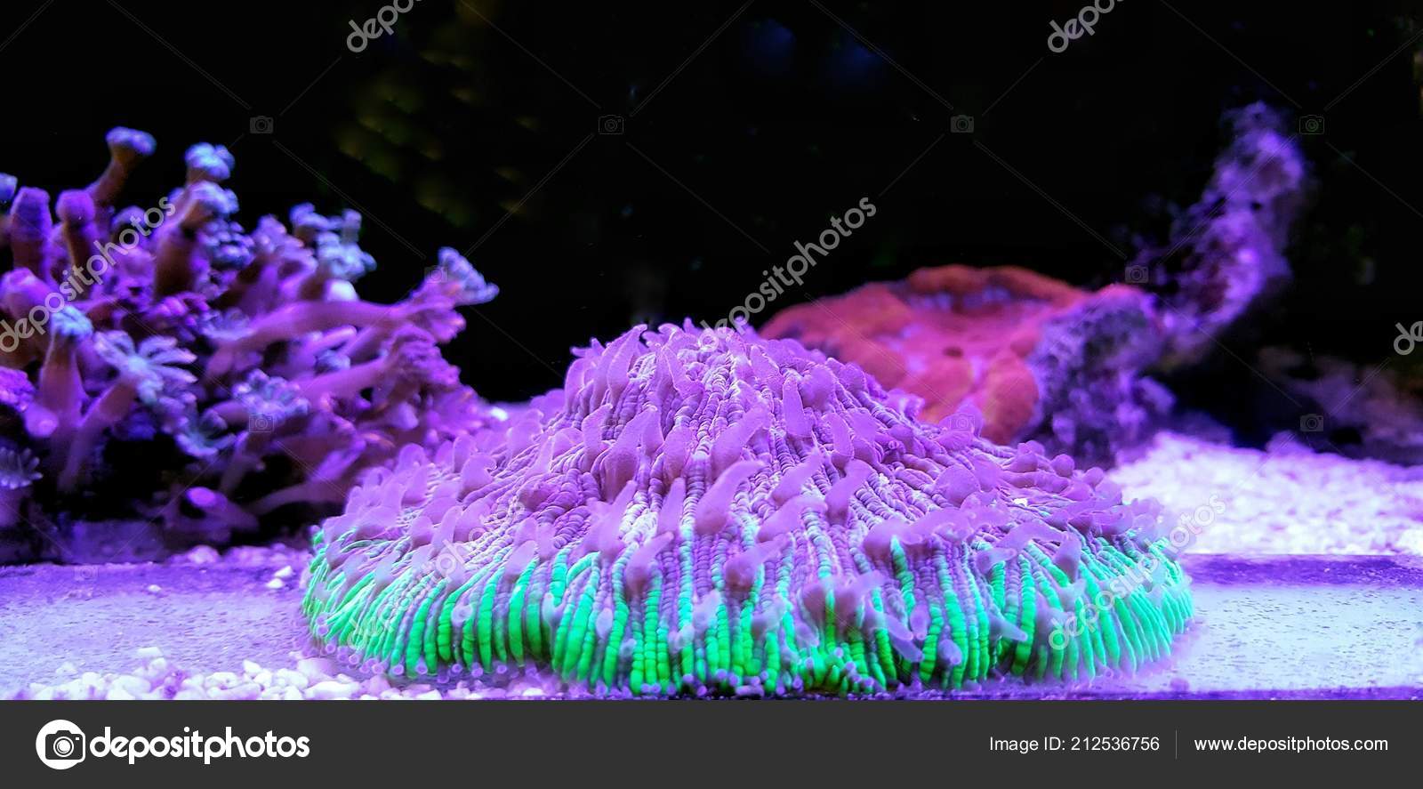 short tentacle lps plate