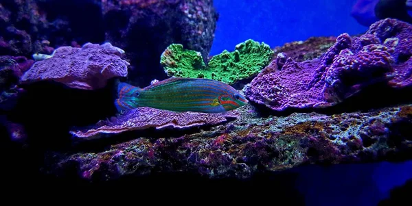 Hoevens Wrasse Halichoeres Melanurus – stockfoto