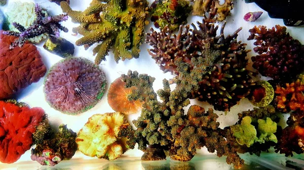Много Разноцветных Кораллов Аквариуме — стоковое фото