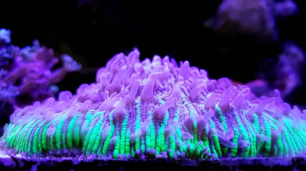 Short Tentacle LPS Plate Coral - Fungia repanda