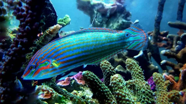 Hoevens Wrasse Halichoeres Melanurus — Stockfoto