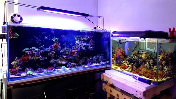 Koraal Rif Aquarium Tank Luxe Hobby Thuis — Stockfoto