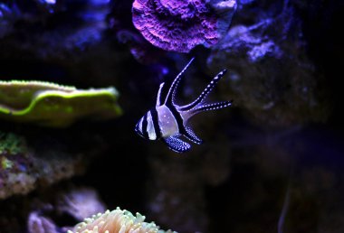 banggai Kardinaller - pterapogon kauderni 