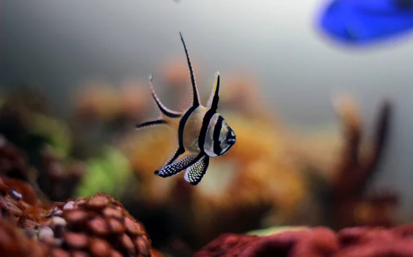 Pesce Cardinale Banggai Pterapogon Kauderni — Foto Stock