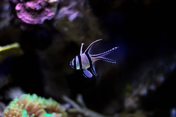 Banggai Kardinális Hal Pterapogon Kauderni — Stock Fotó