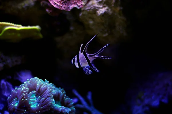 Кардинальная Рыба Banggai Pterapogon Kauderni — стоковое фото