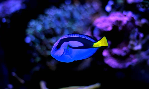 Mavi Tang Paracanthurus Hepatus — Stok fotoğraf