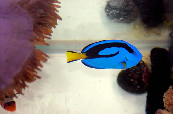 Tang Bleu Paracanthurus Hepatus — Photo