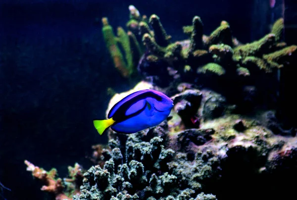 Синій Тан Paracanthurus Hepatus — стокове фото