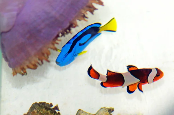 Birlikte Mercan Resif Akvaryumu Gerçek Hayatta Yüzme Popüler Balıklar — Stok fotoğraf