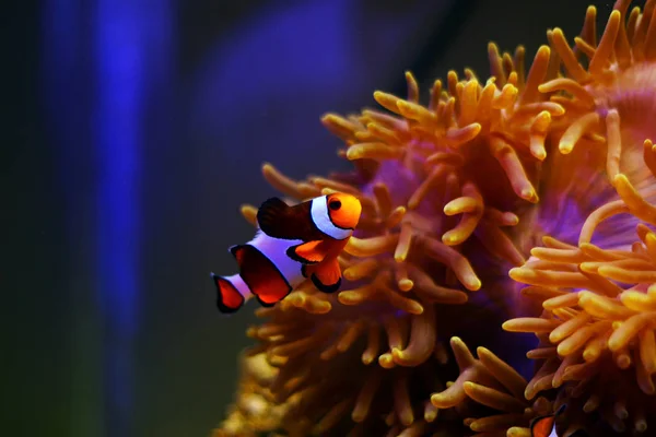 Clown Fish Pesce Acqua Salata Più Popolare Mondo — Foto Stock