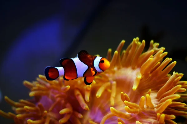 Clown Fish Most Popular Saltwater Fish World — Stock Photo, Image