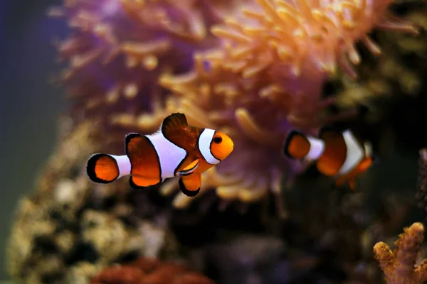 Clown Fish Pez Agua Salada Más Popular Del Mundo —  Fotos de Stock