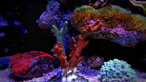 Montipora Sps Kolorowy Koral Akwarium Morskie — Zdjęcie stockowe