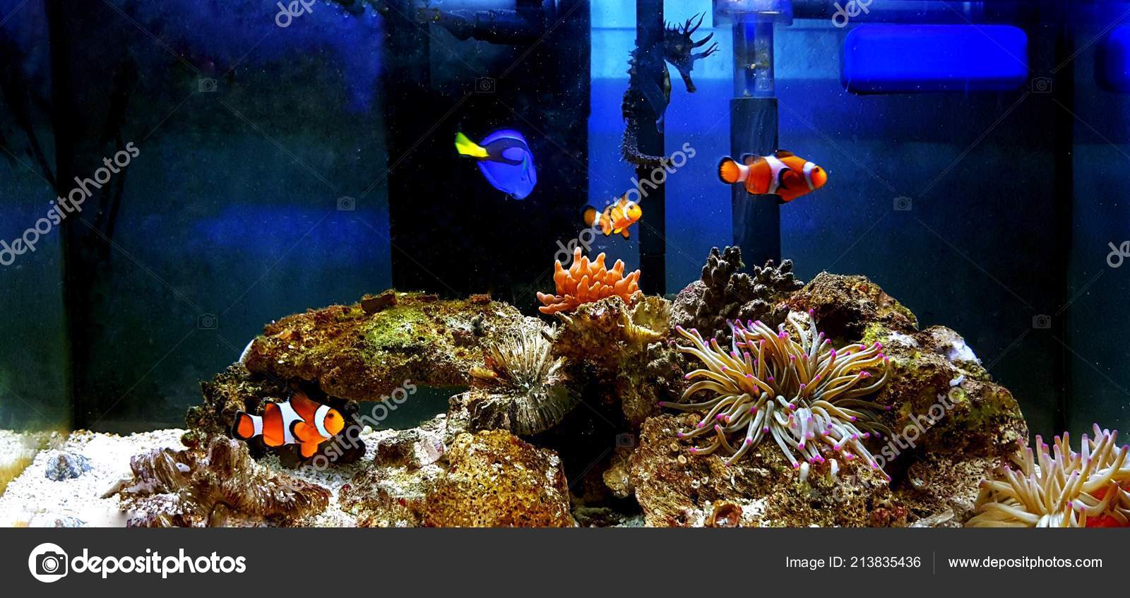 Nano Reef Aquarium Most Popular Saltwater Fishes — Stock Photo © Vojce  #213835436