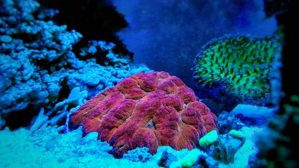 サンゴ礁の水槽にカラフルな Simphyllia Lps サンゴ — ストック写真