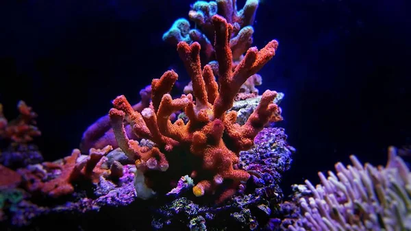 Montipora Sps Corallo Colorato Acquario Acqua Salata — Foto Stock