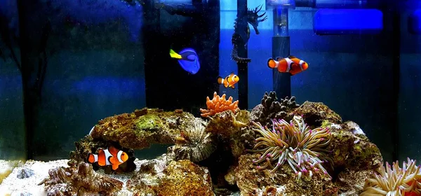 Nano Rif Aquarium Met Populairste Zoutwater Vissen — Stockfoto