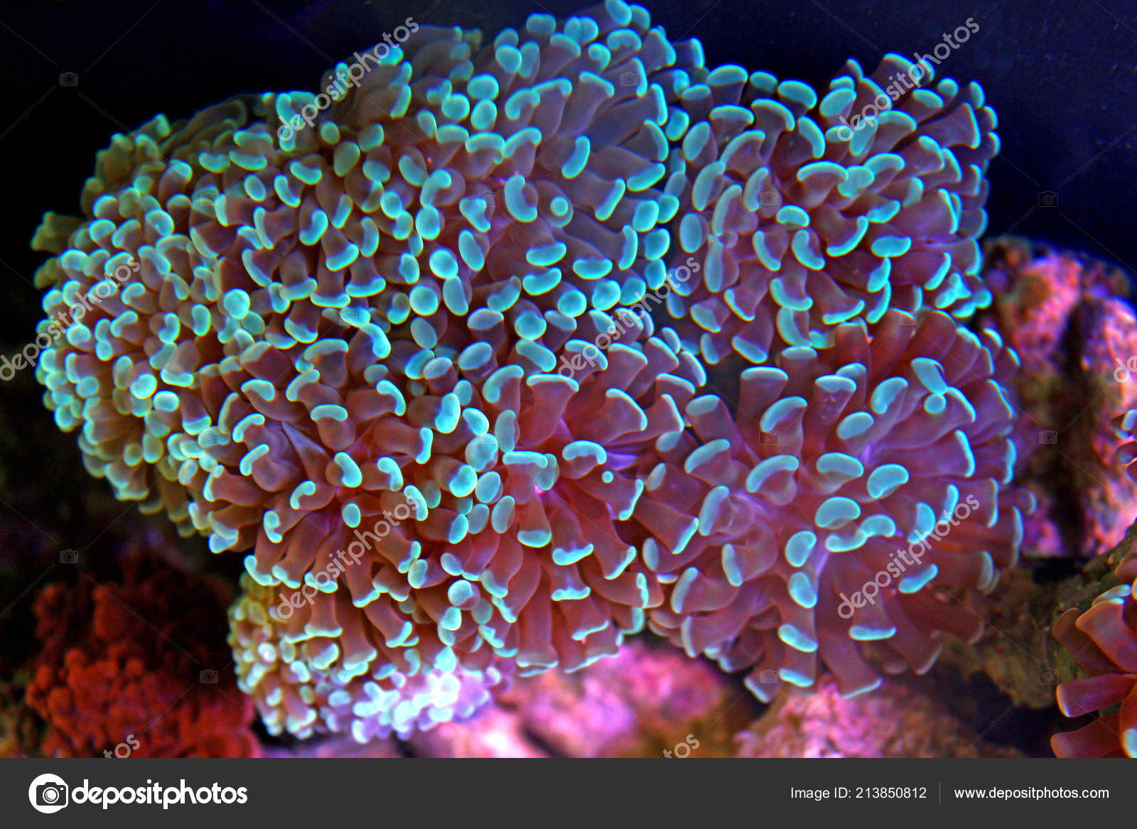 mærke navn logik Zeal Euphyllia Hammer Lps Coral Reef Aquarium Stock Photo by ©Vojce 213850812