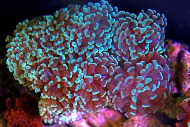 Euphyllia hammer lps coral in reef aquarium clipart