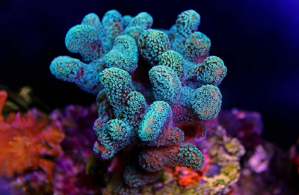 Stylophora Färgglada Sps Coral Saltvatten Akvarium Korallrevsakvarium — Stockfoto