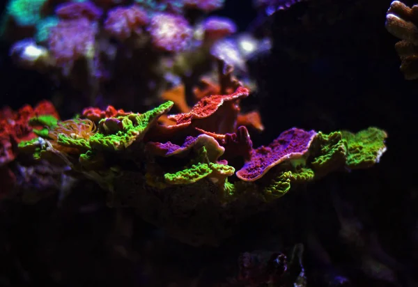 Montipora Sps Bunte Korallen Meerwasseraquarium — Stockfoto