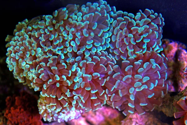 Euphyllia Hammer Lps Coral Reef Aquarium — Stock Photo, Image