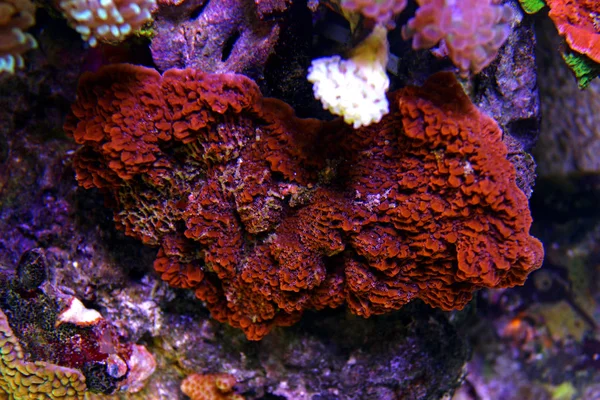 Montipora Sps Renkli Mercan Içinde Saltwater Akvaryum — Stok fotoğraf