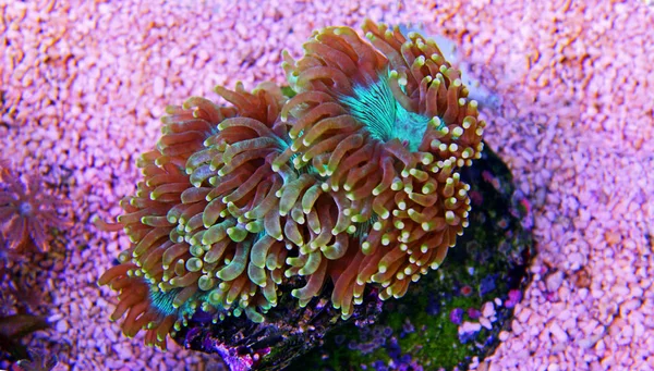 Eleganz Lps Koralle Catalaphyllia Jardinei — Stockfoto