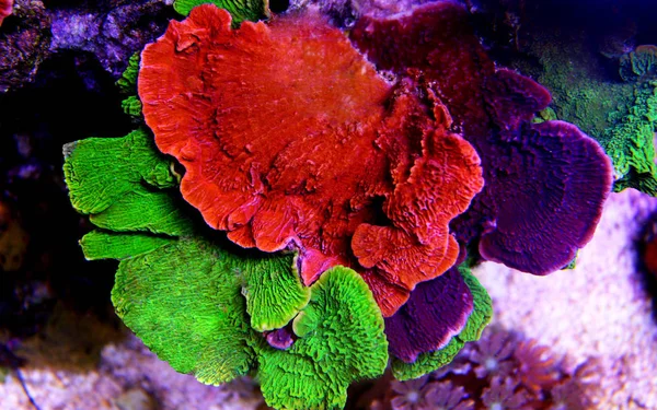 Montipora Sps Kolorowy Koral Akwarium Morskie — Zdjęcie stockowe