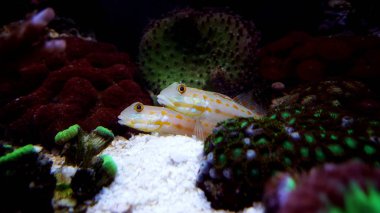 Diamond Watchman Goby - Valenciennea puellaris clipart