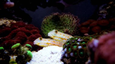 Diamond Watchman Goby - Valenciennea puellaris clipart