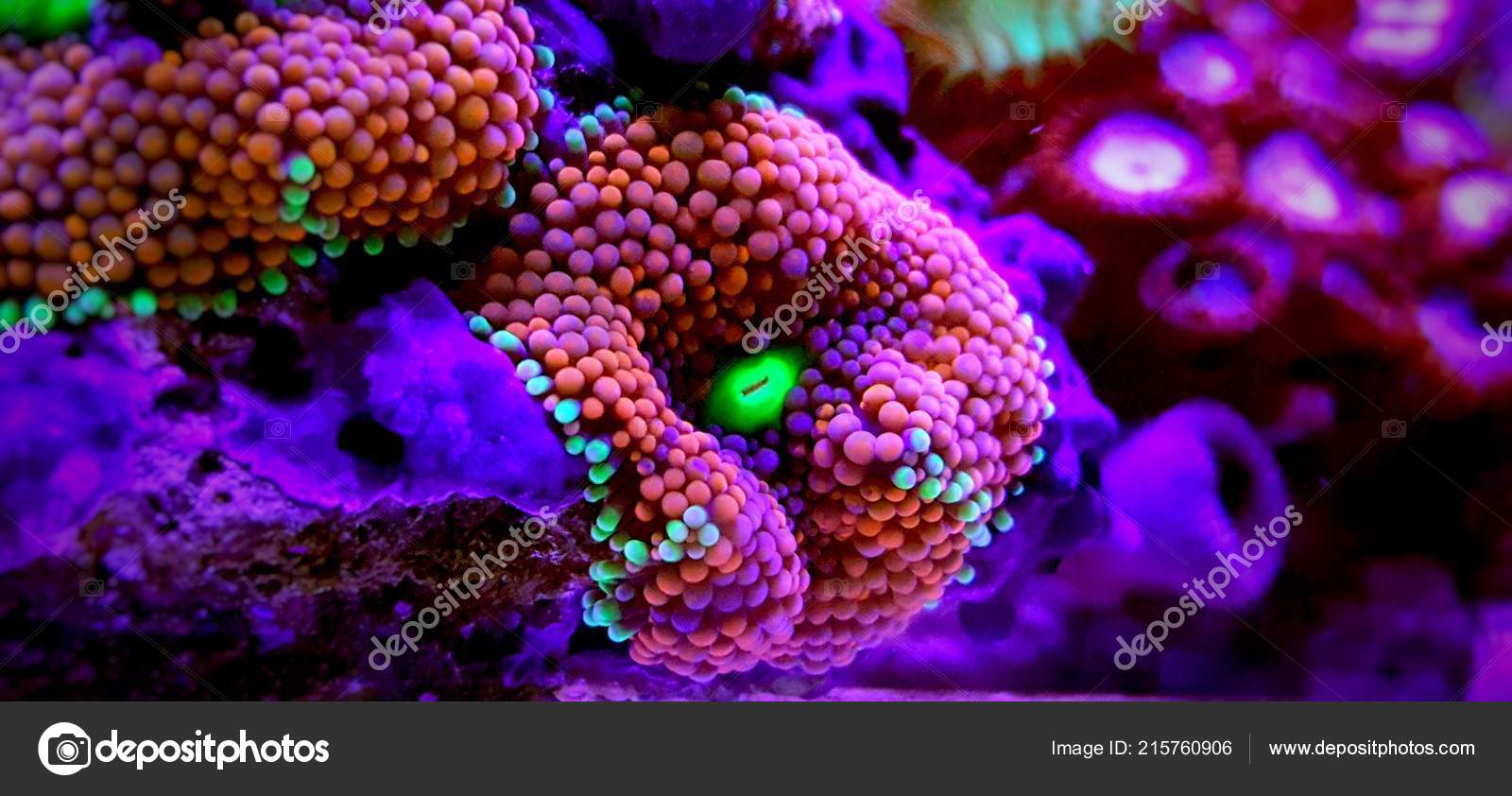 Ricordea Mushroom Coral One Most Beautiful Mushroom Coral Saltwater