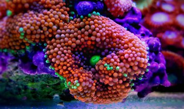 Ricordea mantar mercan, en güzel mantar coral tuzlu su resif akvaryum tankı için aşağıdakilerden 