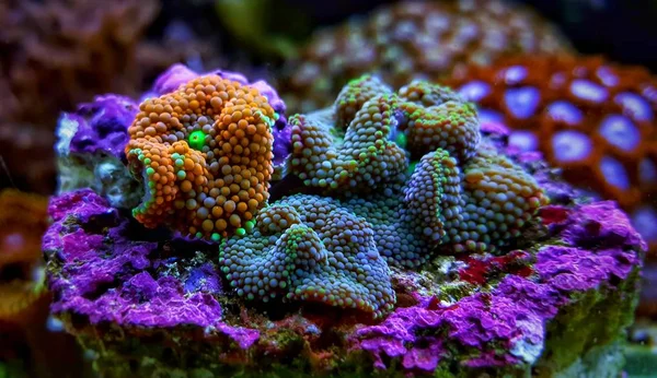 Fungo Ricordea Corallo Uno Dei Più Bei Funghi Corallo Acquario — Foto Stock