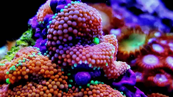 Ricordea Mushroom Coral One Most Beautiful Mushroom Coral Saltwater Reef — Stock Photo, Image
