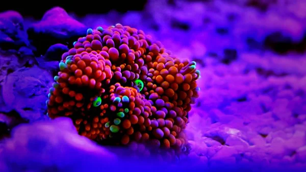 Ricordea Houbová Coral Jeden Nejkrásnějších Hub Korálový Útes Slané Akvárium — Stock fotografie