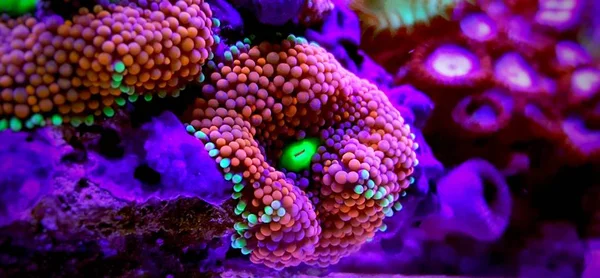 Ricordea Pilzkoralle Eine Der Schönsten Pilzkorallen Für Meerwasseraquarien — Stockfoto