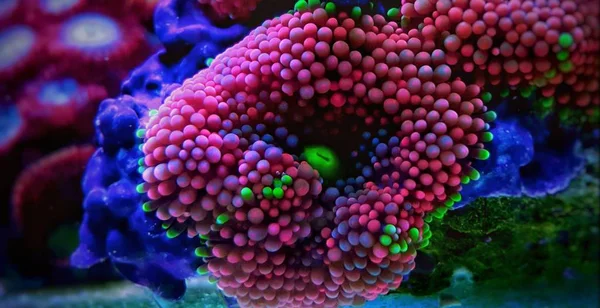 Ricordea Gomba Korall Egyik Legszebb Gomba Korall Tengeri Zátony Akvárium — Stock Fotó